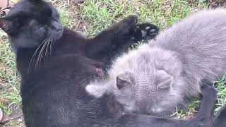 Kitten drinking milk from mom cat