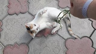 OYUNCU KEDİ (PLAYER CAT) ,  En Komik Kedi Videoları,yavru kedi videoları