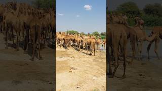 10M Camels #shorts #shortvideo #youtubeshorts