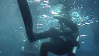 Divers Cleaning Seal Pool, Melbourne Zoo