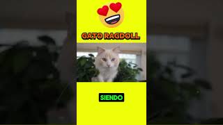 "El Gato Ragdoll: Belleza y Personalidad "