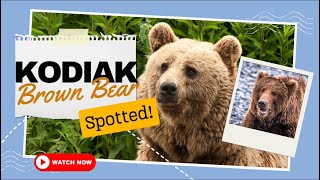 Unbelievable Footage: Kodiak Brown Bear Roaming Free! 📹 #WildlifeAdventure #KodiakBears"