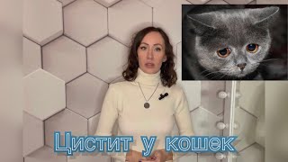 Идиопатический или бактериальный цистит кошек. Диагностика, лечение и советы от фелинолога.