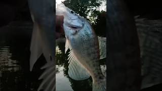 White Crappie Trying to Earn his Stripes. #fishing #fish #shorts #shortvideo