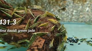 NEOCARIDINA DAVIDI GREEN JADE M