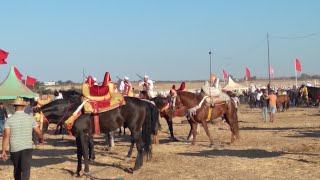 مهرجان الزيايدة بن سليمان  2022  (خيل تبوريدة )