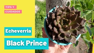 Echeverría black Prince