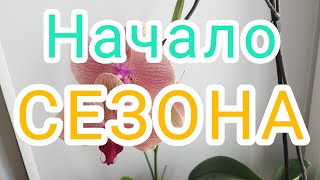 Открытие сезона! Кому нужна теплица? Работы, полно...Уборка, перекопка грядок, посадка рассады.