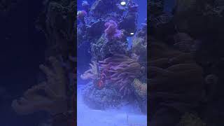 Clown fish #clownfish #nemo #shortvideo #shortvideo #short #music #anemone #reef #fish #aquarium