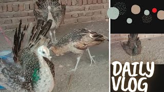 Peacock setup | Peacock house | Peacock caring tips