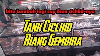 "Ikan Cichlid Aulonocara" Ternyata Asik juga cuy peliharanya