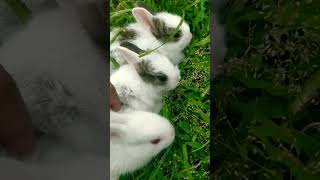 #rabbit #shortvideo #rabbits#ytshort #shortsvideo #youtubeshort #rabbit