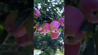 My apple orchard is very fruitful, thank God. #apple #shorts #viralvideo