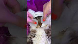 кот готовится к съемке #catsoftiktok #cat #asmr