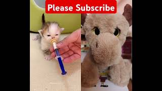 Cute cat and tedy#shorts #trending #viralshorts #cat #cute #toys #kitten #spoiledmilk