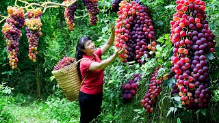 How to Harvest Grape, goes To Market Sell - Harvesting and Cooking |Tieu Vy Daily Life