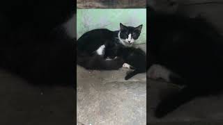 Anak kucing meow meow #shorts #ytshorts #youtubeshorts