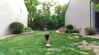 Recalling Dog From Bowl - Funtastic K9 Training