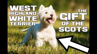 The Gift of the Scottish - West Highland White Terrier - Animal a Day