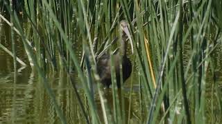 Cuervo de pantano (Plegadis chihi)