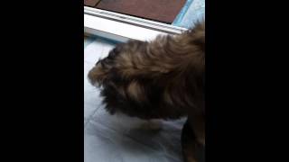 11 weeks old shih tzuh puppy play time