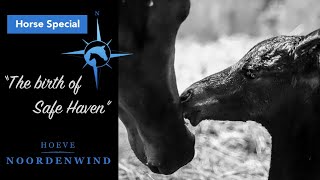 Horse Specials | The birth of Safe Haven