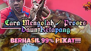 CARA MENGOLAH DAUN KETAPANG 100% PADU 🔥 | PROSES DAUN KETAPANG | 8 STONE BETTA STYLE 😜