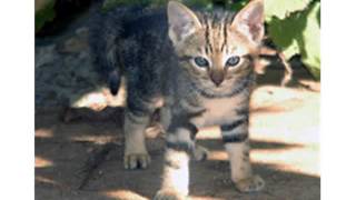 Sokoke Forest Cat hybrid cross cat picture collections