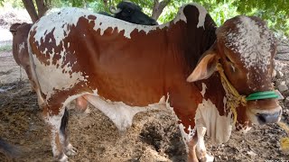 Cow Video-Animals Video-Agriculture Farming-Desi Village Life-Farmer Status-Inek Videolari