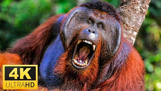 Wild Animals 4K - Beautiful Wild Animals 4K Video