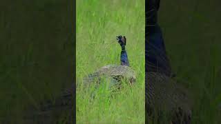 So Beautiful Peacock #shorts #peacock #peacockdance #peacocklove