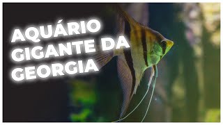 DENTRO DO MAIOR AQUÁRIO DOS EUA: GEORGIA AQUARIUM E SEUS SEGREDOS!