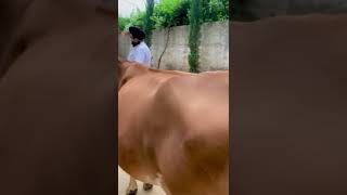 jersey  sale  ਪਿੰਡ ਠੁਲੀਵਾਲ (ਬਰਨਾਲਾ ) number-85280 60049 #buffalow #dairyfarm #farmer #animals #cow