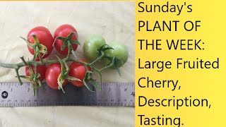 (Video 35) Large Fruited Cherry Tomato | Complete Description, Tour, Tasting | Heirloom Seeds.