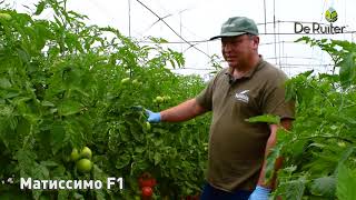 Презентация гибридов 🍅 De Ruiter Seminis