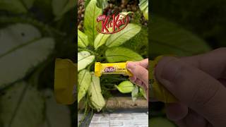 The New Yellow KitKat 🌈 #kitkat #shorts #short #ytshorts #trending #chocolate #m4tech