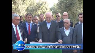 2024 Yılında 3 Milyon 600 Bin Ton Zeytin Hasadı Bekleniyor