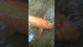 Awesome Red Carp Fish -#fish