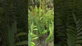 Fern growing in my yard (Central Florida)