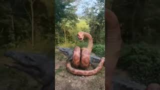 Python vs Gator!😳Big snake killing alligator|#shorts