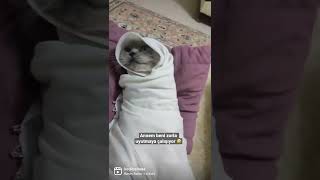 Annem beni zorla uyutmaya çalışıyor 😂 #tiktok #keşfet #cat #fyp #pişik #challenge #kitten #fypシ