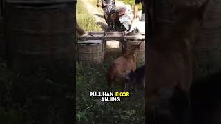 NGERI‼️PENAMPAKAN ANJING GALAK SIAP BERBURU DI HUTAN⁉️ #shorts #mancing KAK#kakjeff #viralshorts