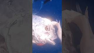 Speared African Ponpano with a mouthful of squid! #shorts #fyp #youtube #spearfishing #extremesport