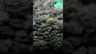 Anybody know what kind of snail this is?