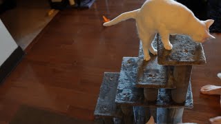 Furhaven Steady Paws Cat & Dog Stairs Unboxing, Assembly & Testing