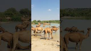 Camels thrive on water #shorts #youtubeshorts #shortvideo