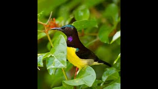 #சிறகுகளின்ஓசை-07|ஊதாப் பிட்டு தேன்சிட்டு|Purple-rumped sunbird| #SIRAGUKALINOSAI 07|#kizhakkuvaasal