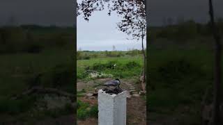 They Like To Sit On The Camera #chickadee #birds #nature #vibes #lifestyle #wildlife #happy #friends