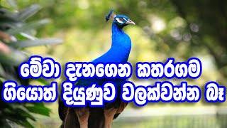 කතරගම යන්න දැනගෙන (Kataragama)