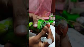 টিয়ার বাচ্চা বিক্রয় করা হবে #bird_likes #bdbird #parrot #viralvideo #instagram